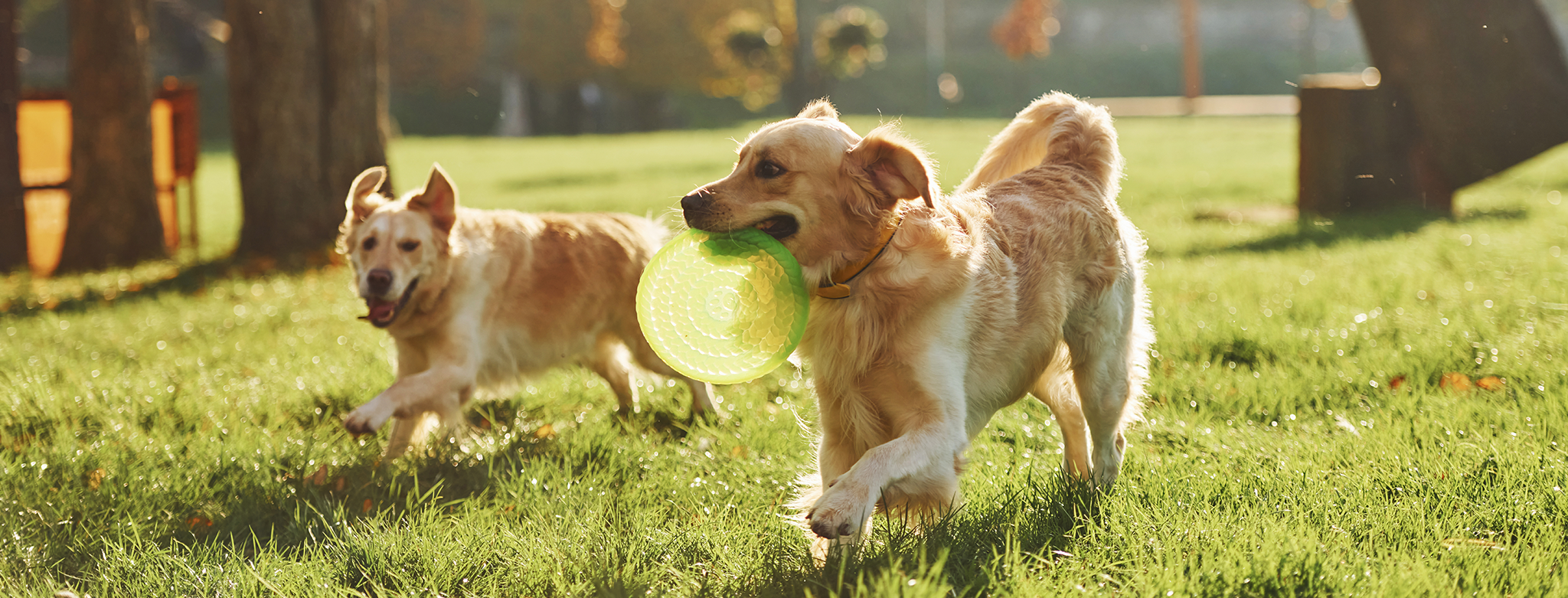 Perros jugando con un frisbee al aire libre