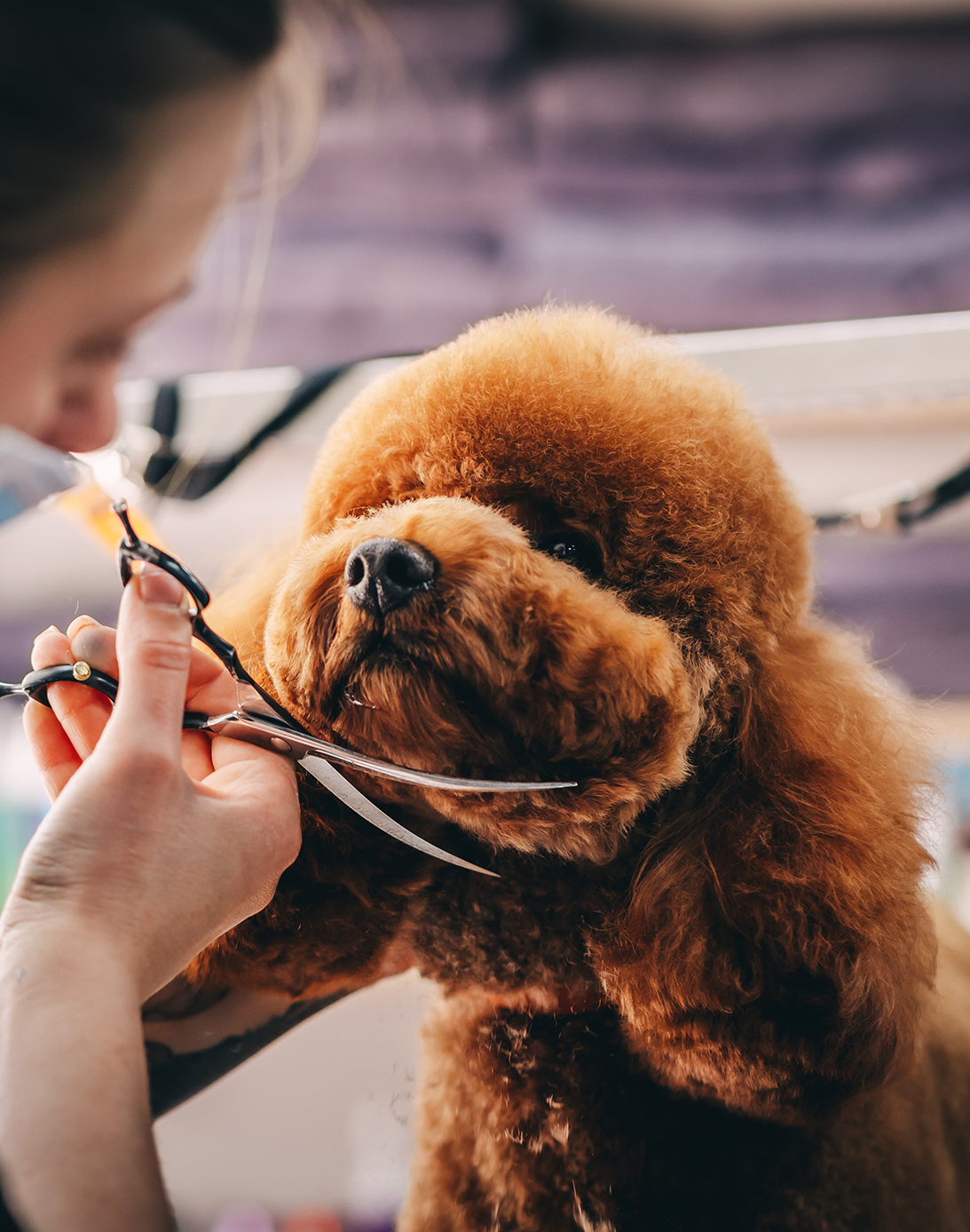 Veteriaria con tapabocas cortando el pelo de un perro café