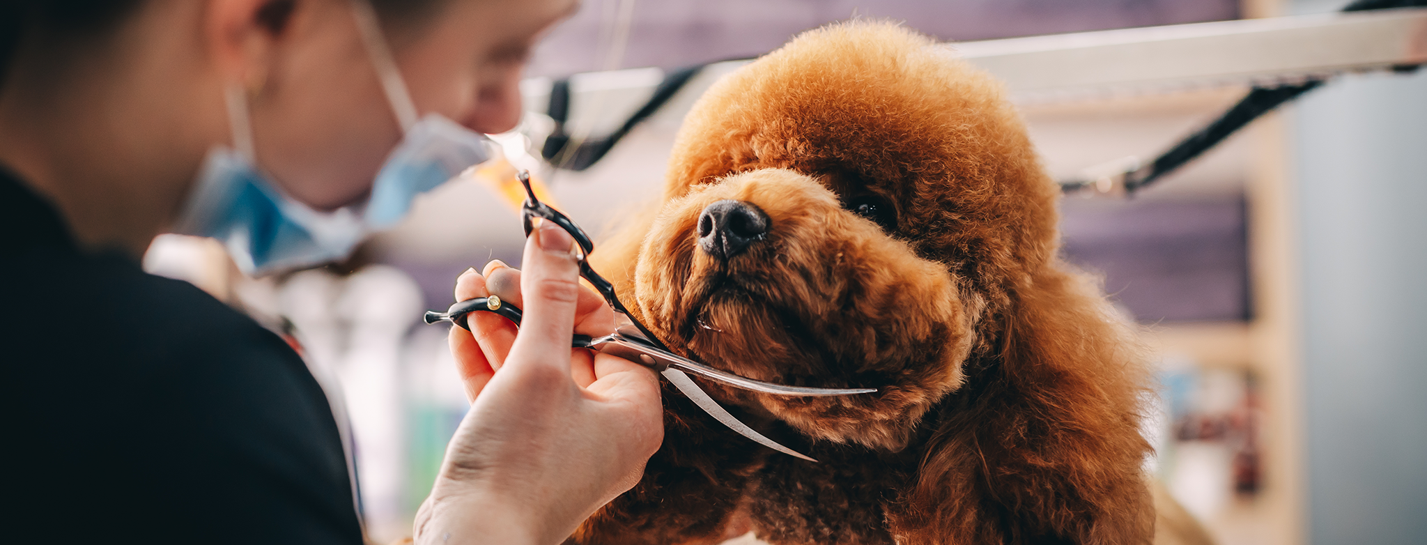 Veteriaria con tapabocas cortando el pelo de un perro café