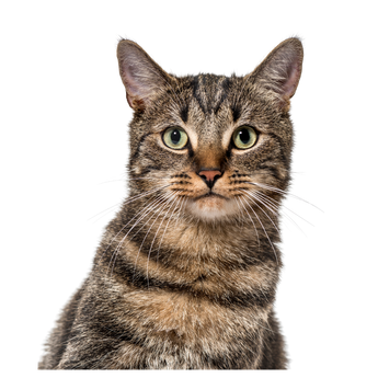 Gato de ojos verdes fotografiado de frente