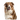 Perro de pelo café y blanco fotografiado de frente