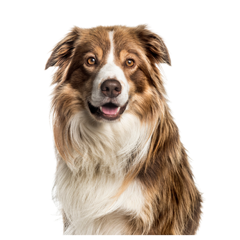 Perro de pelo café y blanco fotografiado de frente