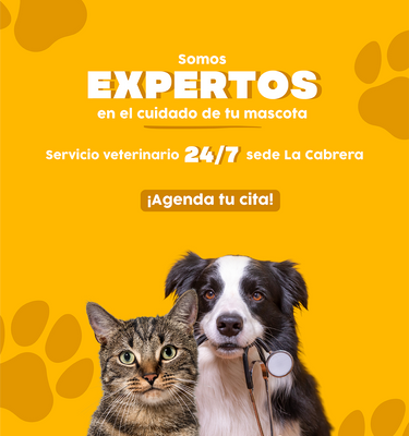 Perro y gato con implementos de veterinarios