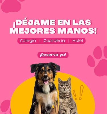 Perro con la lengua afuera al lado de un gato