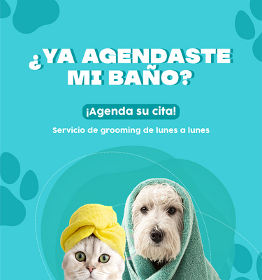 Gato y perro con toallas después de haber sido bañados