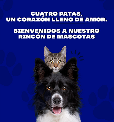 Gato encima de un perro siendo fotografiados