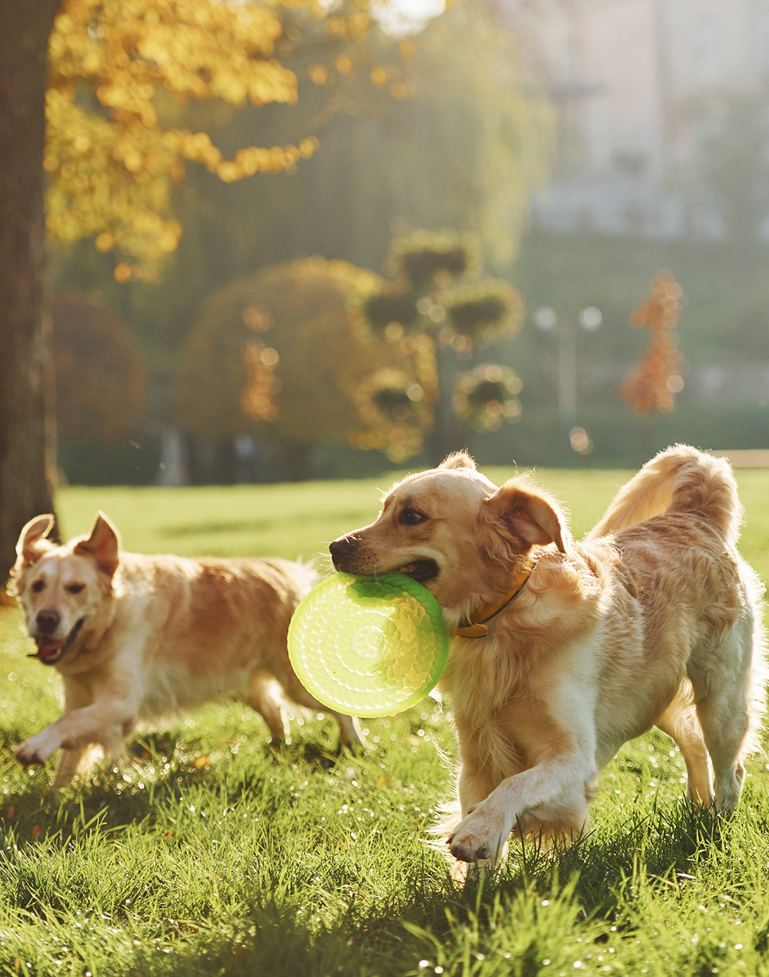 Perros jugando con un frisbee al aire libre