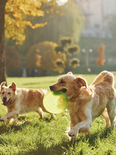 Perros jugando con un frisbee al aire libre