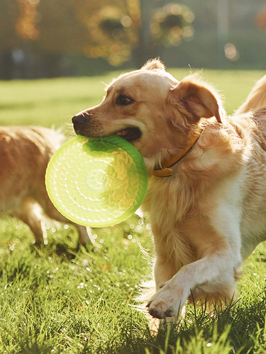Perros jugando con un frisbee al aire libre