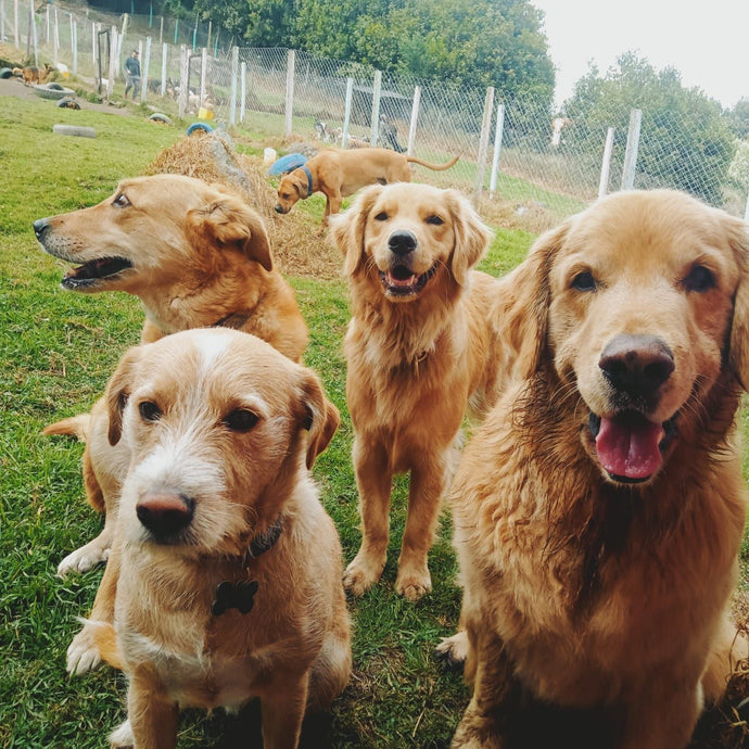 Perros emocionados jugando en el colegio campestre de Sintiendo Huellas
