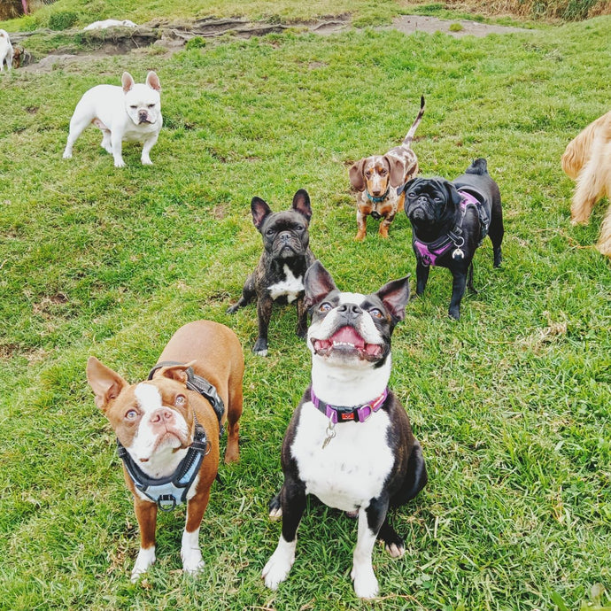 Cachorros jugando en el patio del  colegio campestre de Sintiendo Huellas
