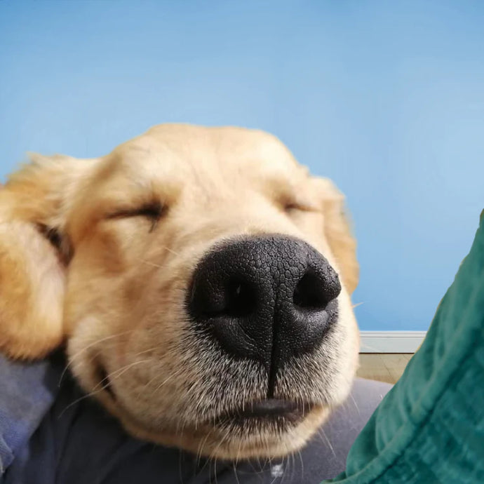 Perro descansando con los ojos cerrados sobre la pierna de su dueño