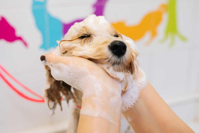Manos enjabonadas consintiendo a un perro mientras lo bañan
