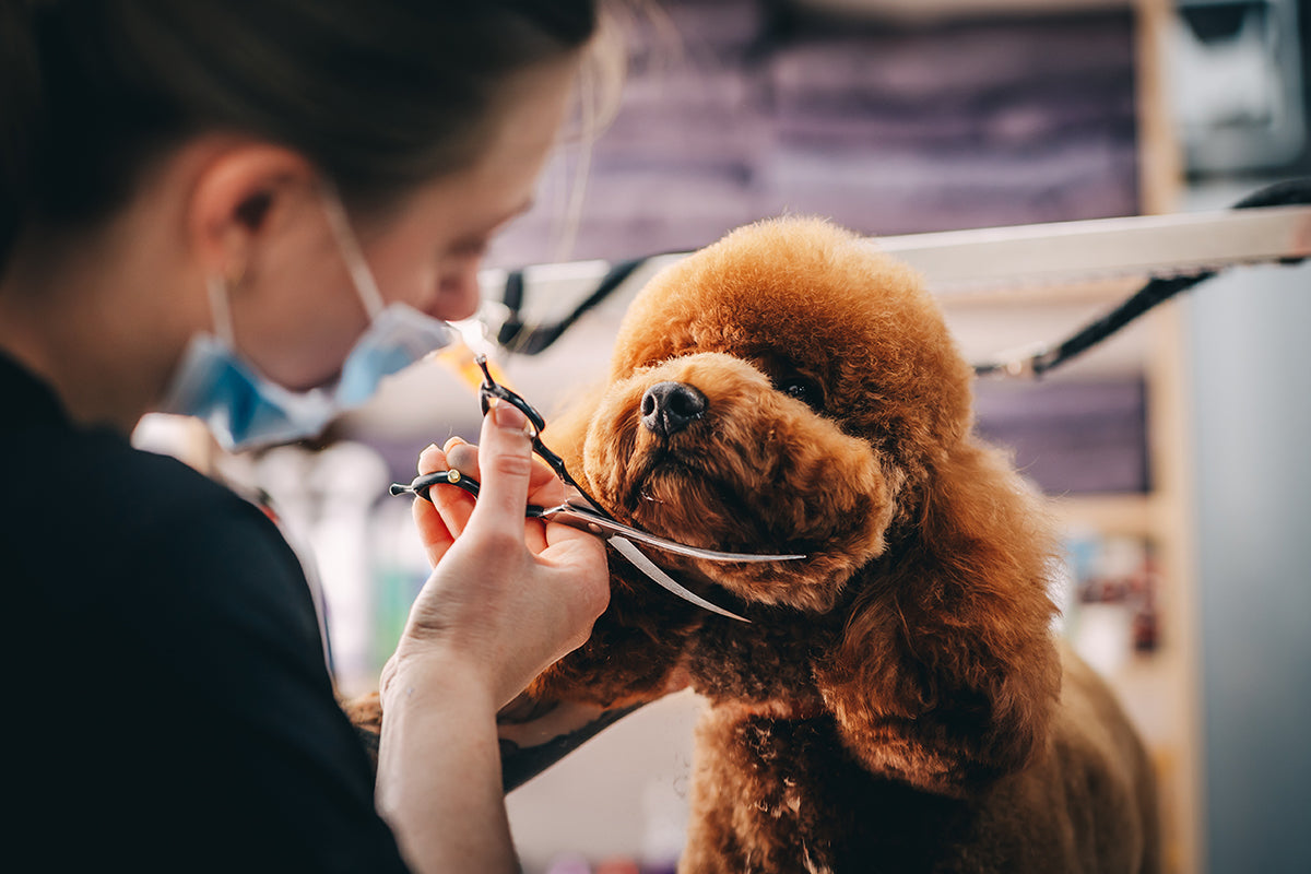 Médica veterinaria con tapabocas cortando el pelo de un perro café
