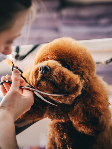 Veteriaria con tapabocas cortando el pelo de un perro café