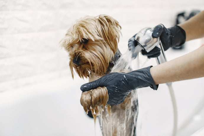 Perro siendo bañado por el veterinario en el spa de mascotas de Sintiendo Huellas