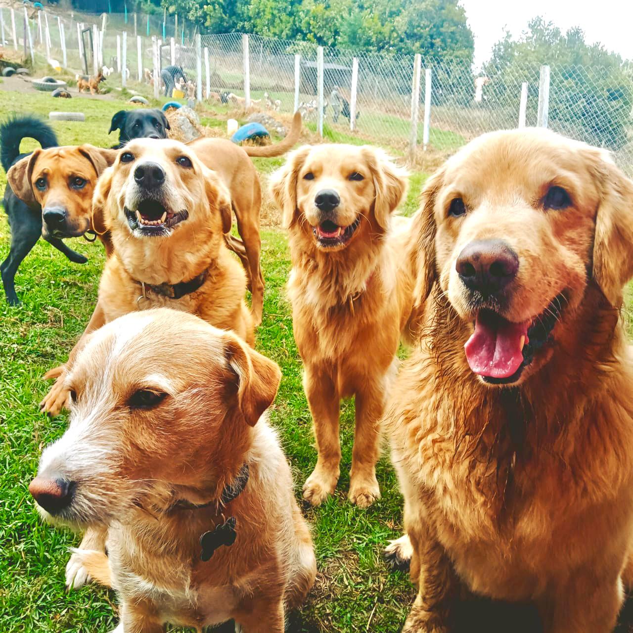 Manada de perros emocionados al aire libre