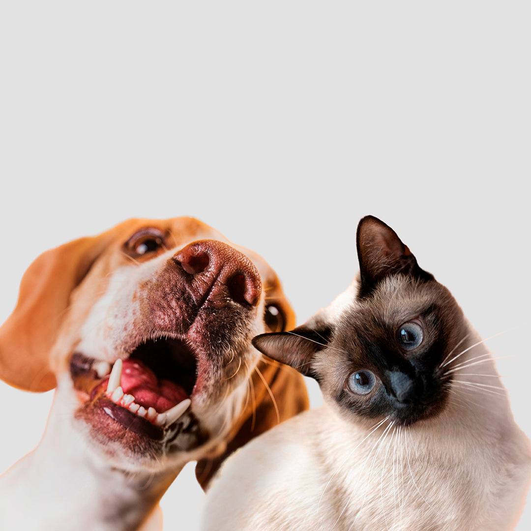 Perro con la boca abierta jugando con un gato blanco con ojos azules