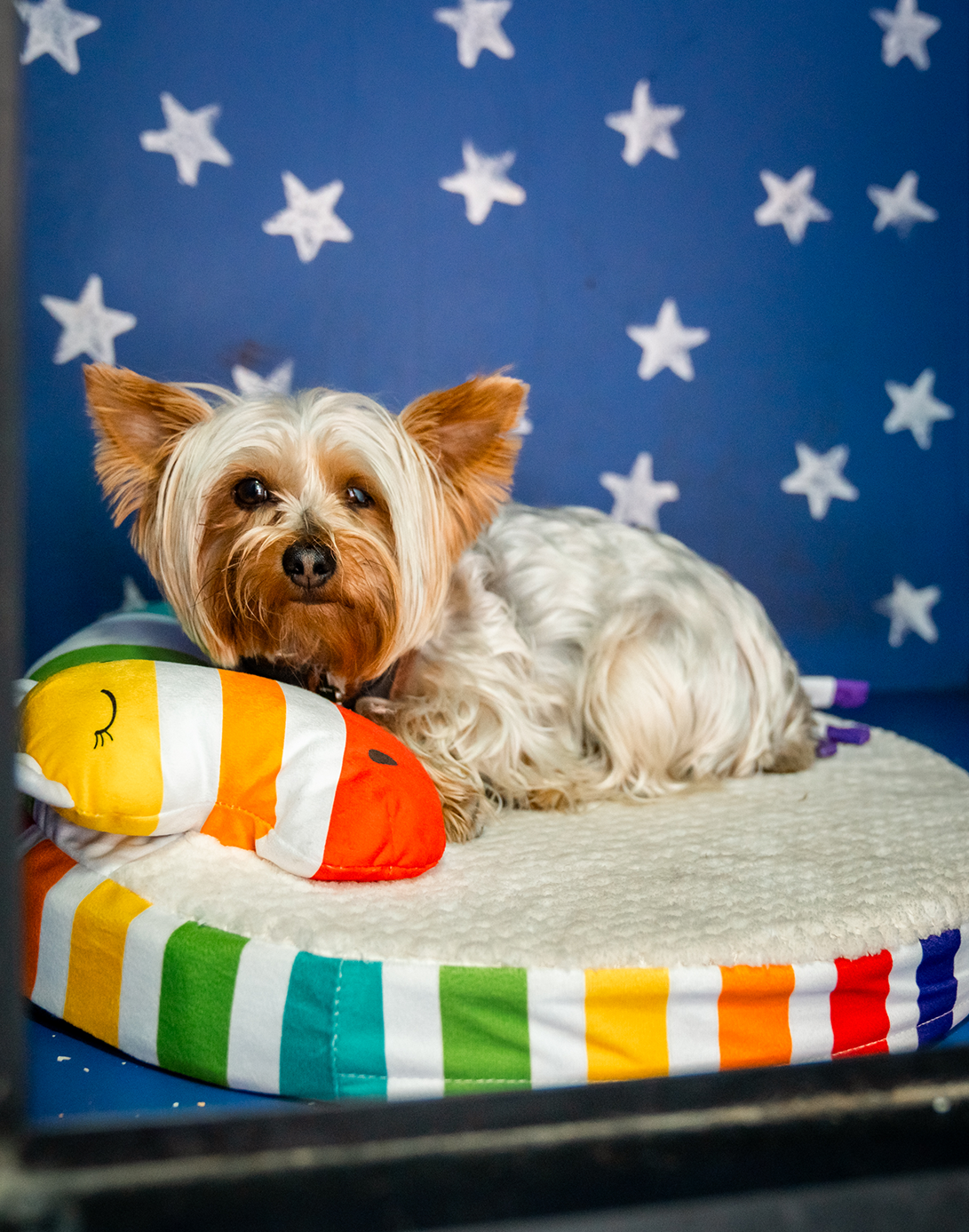 Cachorro descansando en su cama del hotel Sintiendo Huellas