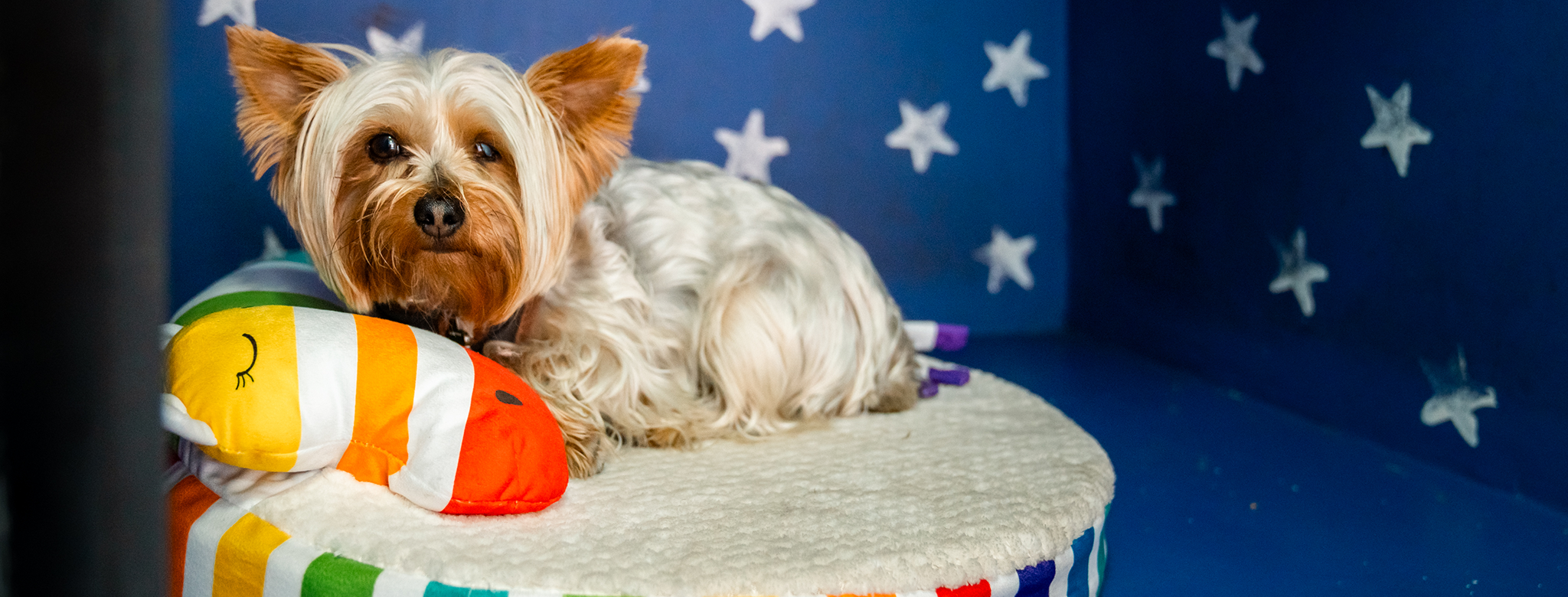 Cachorro descansando en su cama del hotel Sintiendo Huellas