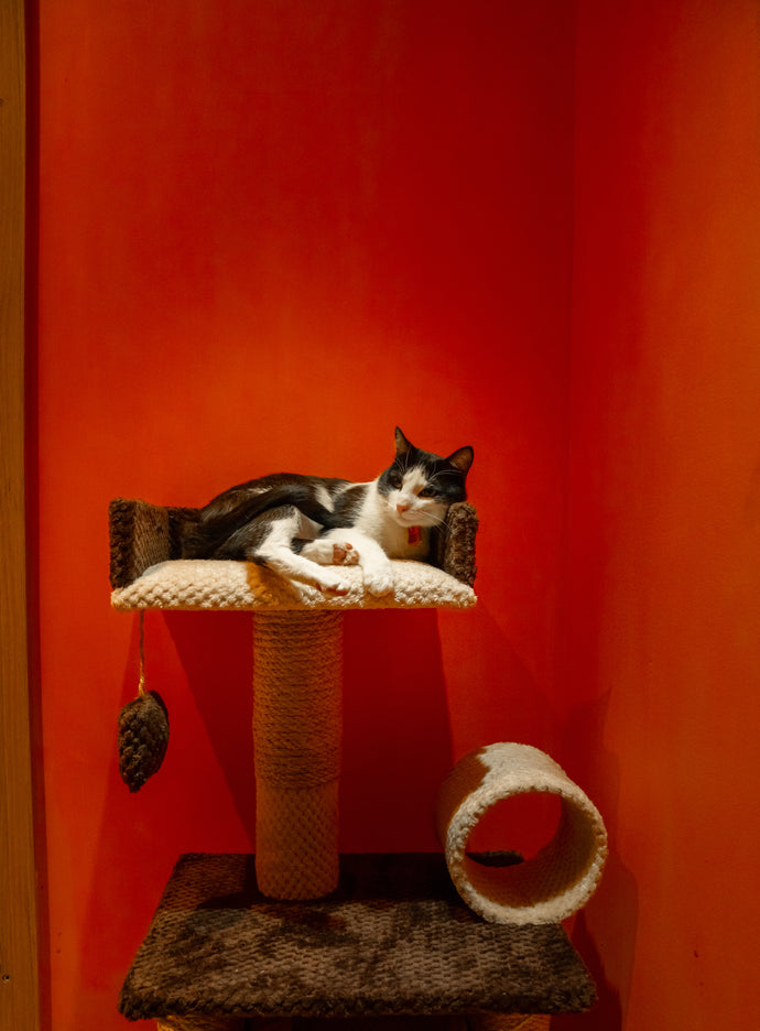 Gato acostado en un su habitación con fondo rojo
