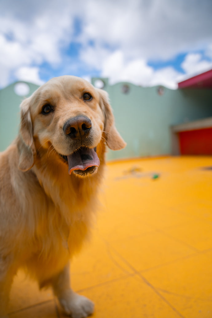 Perro con la lengua afuera en los espacios del hotel de Sintiendo Huellas