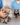 Gato y perro siendo atendidos en consulta veterinaria