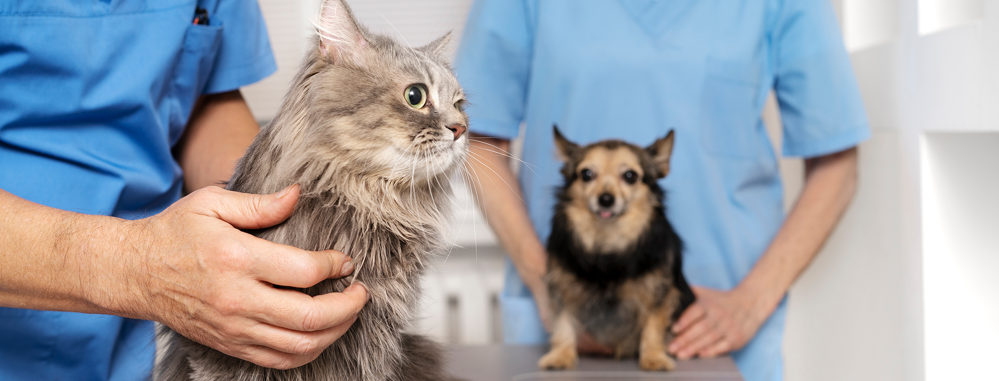 Gato y perro siendo atendidos en consulta veterinaria