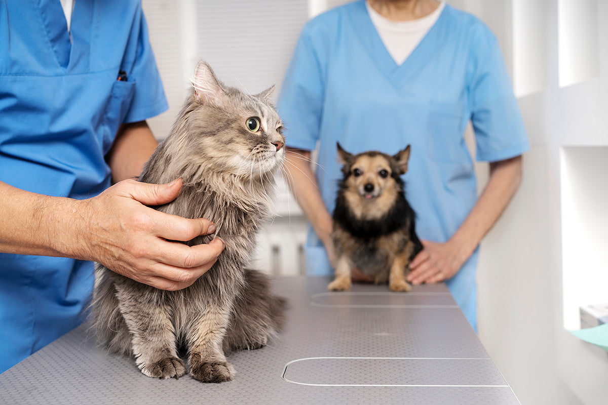 Gato y perro siendo atendidos en consulta veterinaria