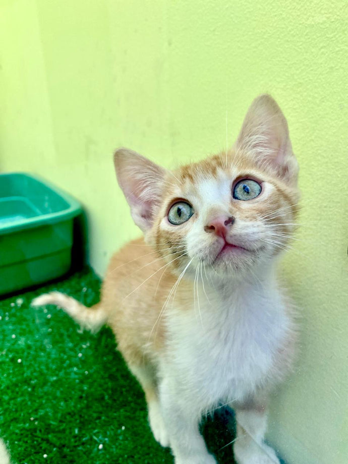 Gato en la guardería de Sintiendo Huellas