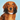 Totem – Collar Cuero Vegano Perro