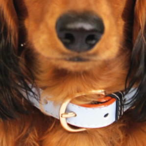 Totem – Collar Cuero Vegano Perro