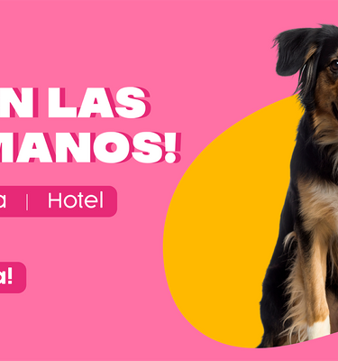 Perro con la lengua afuera al lado de un gato