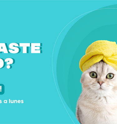 Gato y perro con toallas después de haber sido bañados